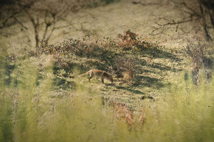 #5 - Renard - Cantal / 2023