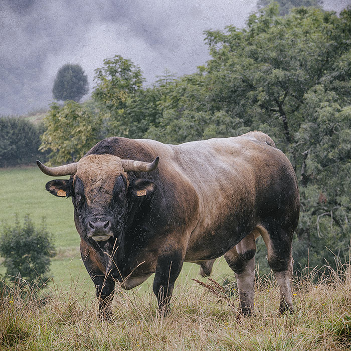 #7 - Taureau - Cantal / 2024