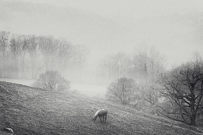 #8 - Cheval - Cantal / 2024